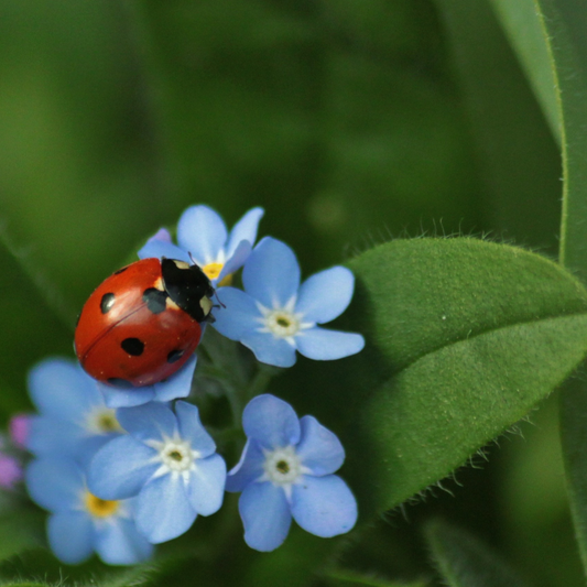 Marienkäfer auf Blume