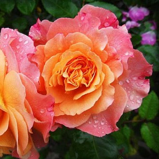 Gästeseifen Rose Doppelpack2x 30g