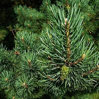 Sommertraum Latschenkieferherz