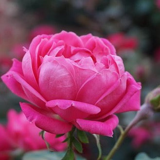 Rosenseife romantisches 3D Herz